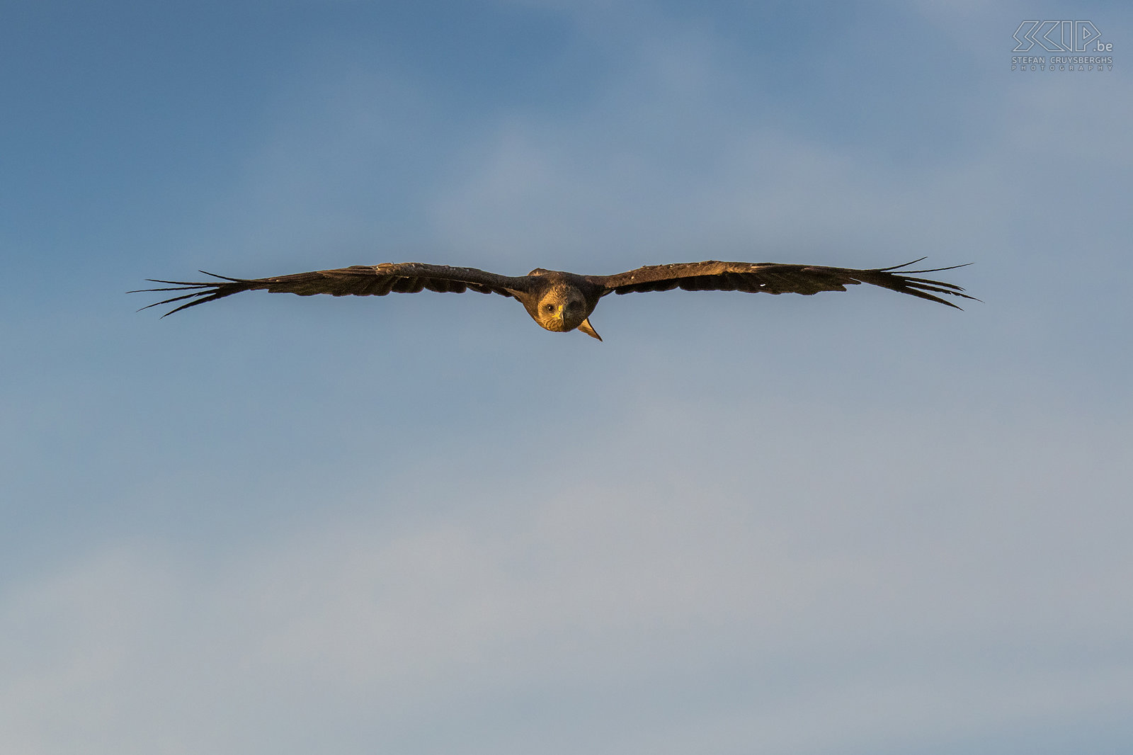 Debre Zeit - Yellow billed Kite A Yellow billed kite (Milvus aegyptius) flying towards me above the lake. Stefan Cruysberghs
